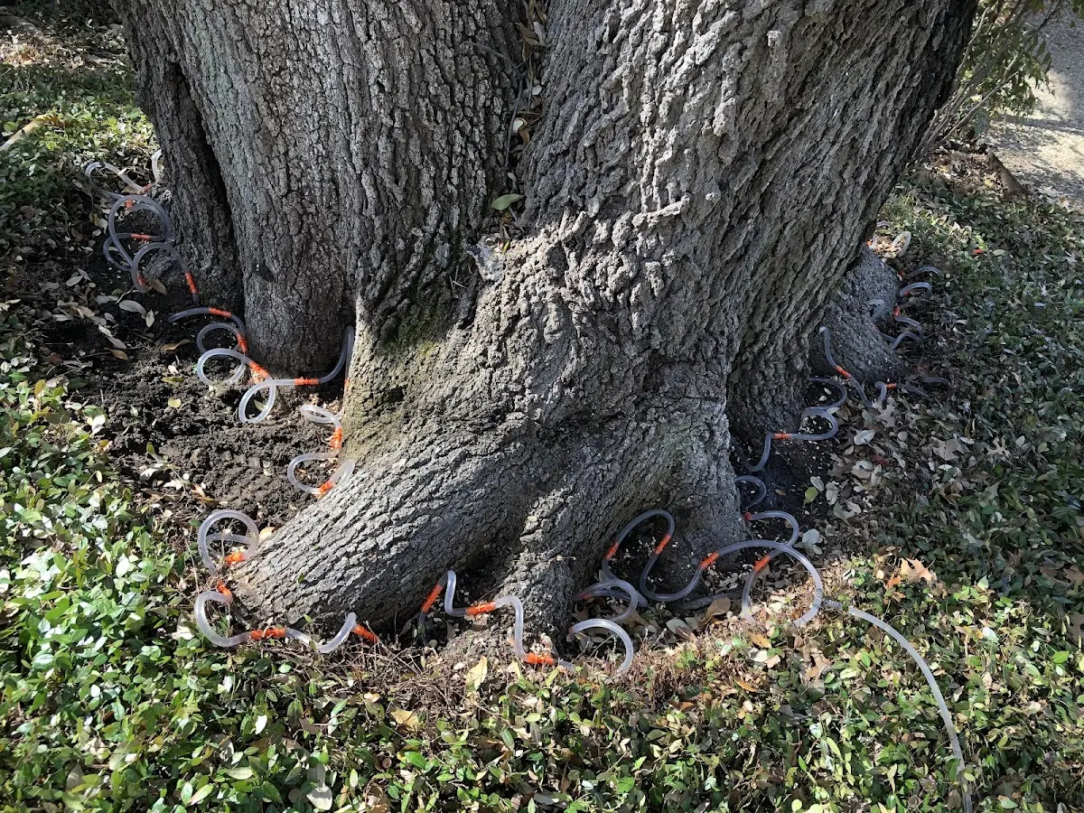 Detailed Tree Cabling and Bracing job site in Docena