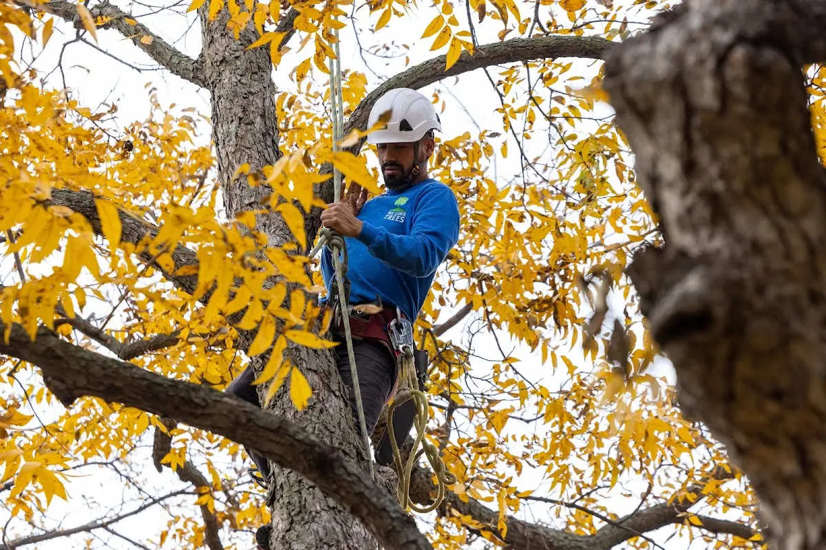 Skilled Tree Transplanting crew working in Docena